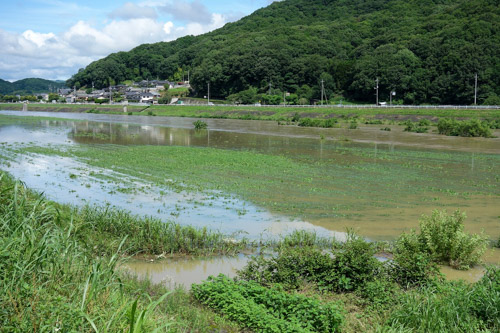 大雨で増水した小田川 | 倉敷市 片山さん