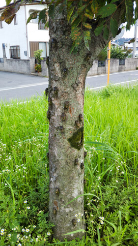 休憩中?のクマゼミ