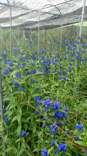 今が花の最盛期