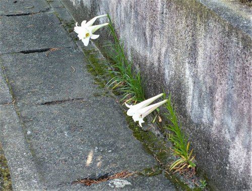 隙間に咲く花 | 岡山市　宮脇さん