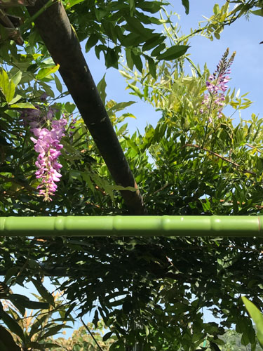 季節ハズレのフジの花 | 倉敷市 ノアりんさん