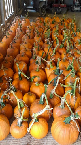 ハロウィーンカボチャの収穫 | 吉備中央町 小倉さん