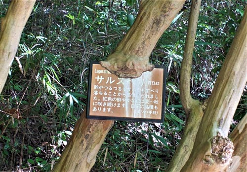 いつのまにやら | 岡山市　宮脇さん