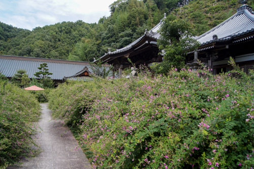 最明寺の萩 | さぬき市　中川さん