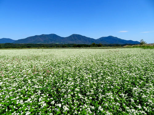 蒜山三座とそばの花 | 真庭市　下田さん