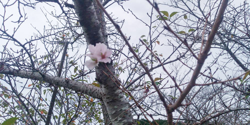 秋の桜 | さぬき市　山下さん