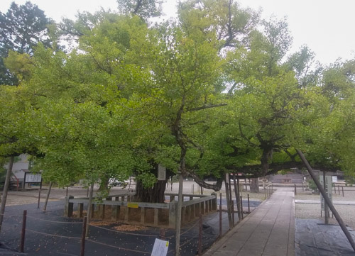 誕生時のイチョウ | 久米南町　磯山さん