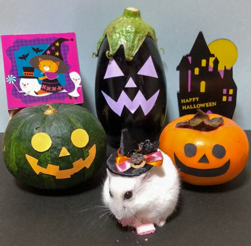 農家のハロウィン | 岡山市 ハムちゃん大好き