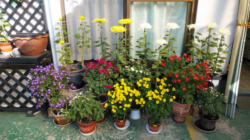 わが家の菊花展 | 高松市 大川さん