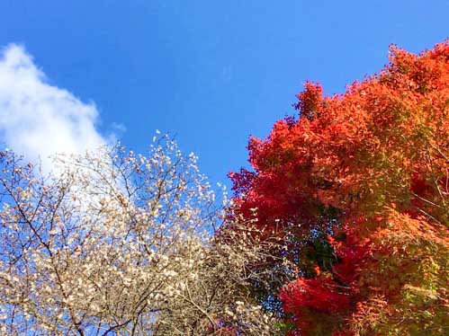 神代四季桜 | 岡山市 やじさん