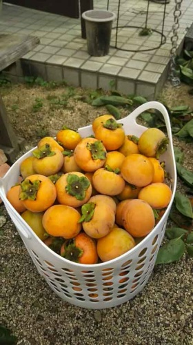 今年は大量! | 岡山市 柴さん