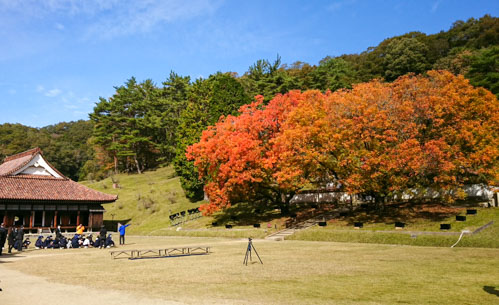 楷の木の紅葉 | 備前市 土橋さん