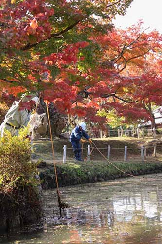 池の掃除 | 岡山市 ひとみさん