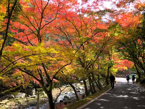 豪渓の紅葉狩り | 真庭市 野村さん