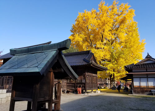 勝山の銀杏 | 津山市　藤木さん