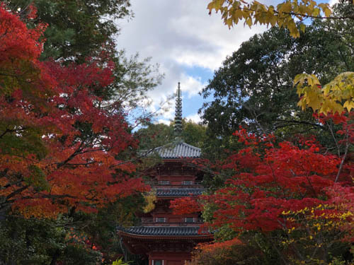 燃えるような紅葉と三重塔 | 高梁市 別所さん