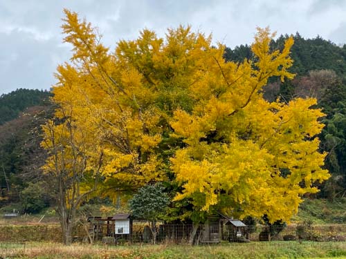 樹齢千年の大イチョウ | 奈義町　久永さん