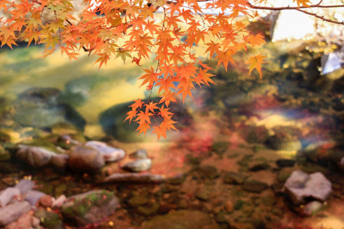 渓流の紅葉狩り | 岡山市 山岡さん