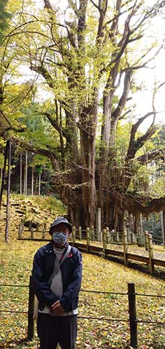 大イチョウ | 高梁市 常松さん