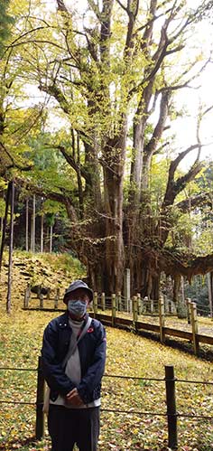 大イチョウ | 高梁市　常松さん