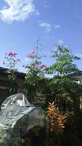 今年も高く咲きました。 | 岡山市 柴さん