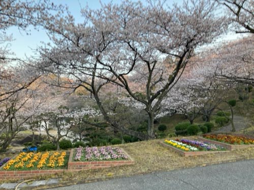 咲き誇る桜 | 倉敷市　沼田さん