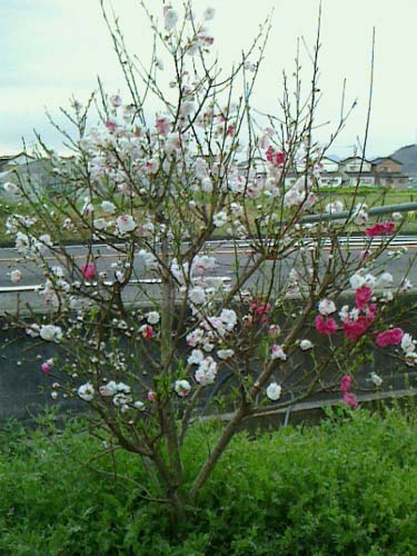 桃の花 満開! | 丸亀市 田中さん