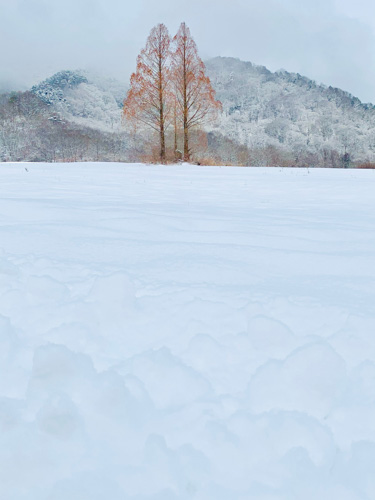 雪化粧 | 新見市　梶川さん