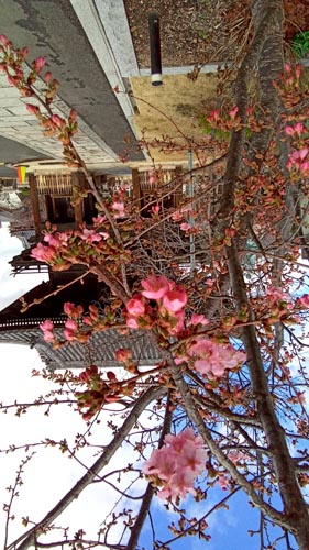 河津桜 | 岡山市 ひとみさん