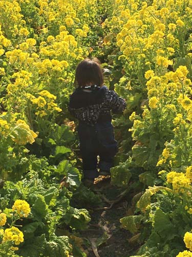 菜の花 | 新見市　家本さん