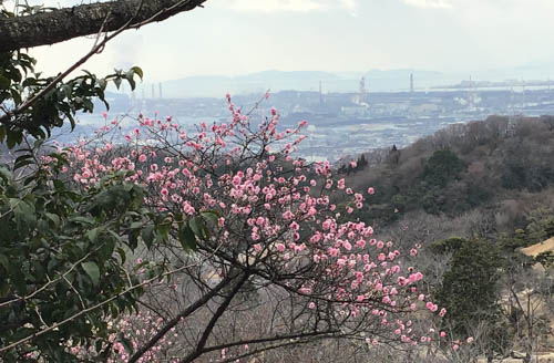 種松山の梅の花 | 岡山市　やじさん