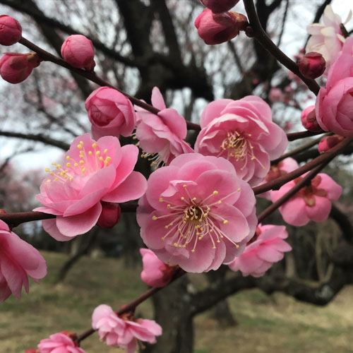 種松山の梅の花 | 岡山市　やじさん