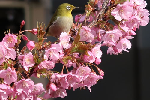 河津桜にメジロ | 高松市 北村さん