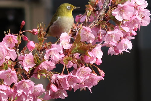 河津桜にメジロ | 高松市　北村さん