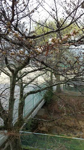 ソメイヨシノが開花 | 高梁市 藤原さん
