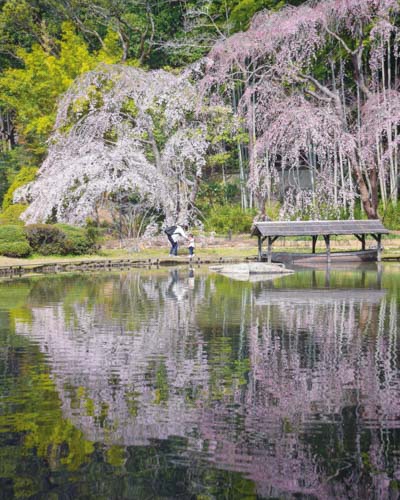 桜咲いたね | 岡山市　河西さん