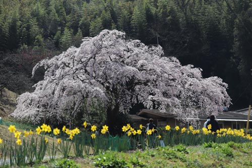 堀池のしだれ桜 | さぬき市 中村さん