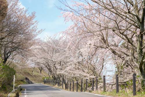 桜のある風景 | 坂出市　三好さん