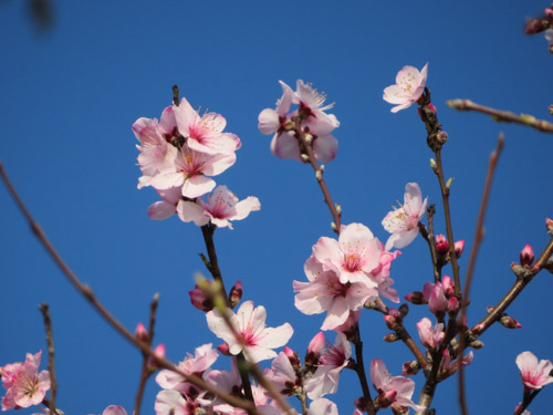 アーモンドの花 | 早島町　佐藤さん