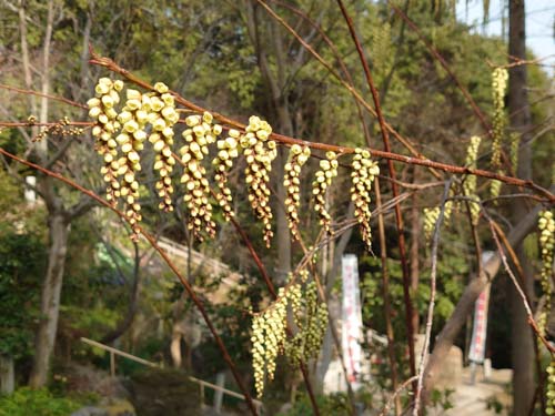 キブシの花咲く | 岡山市　横山さん