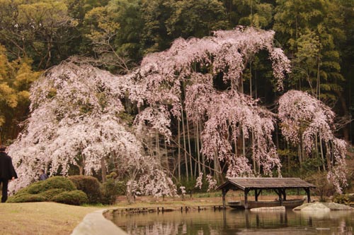 しだれ桜 | 岡山市 ひとみさん
