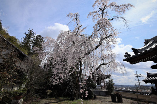 しだれ桜 | 美咲町　結石さん