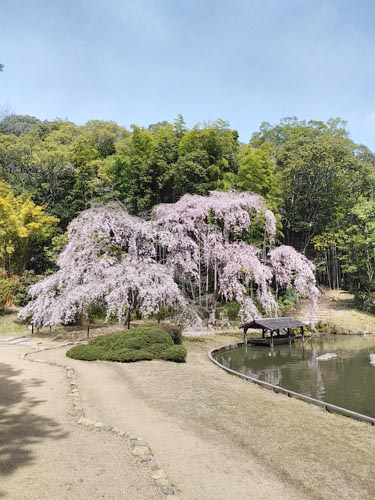 満開 | 岡山市　神崎さん