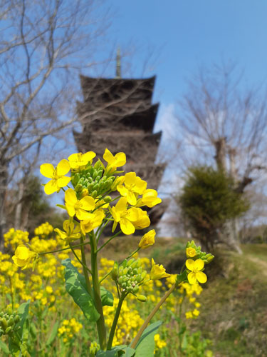 菜の花と五重塔 | 久米南町　黒瀬さん