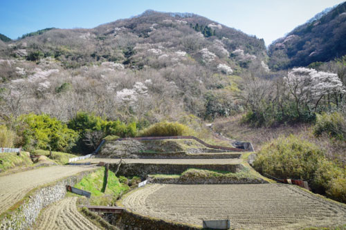 山桜咲く風景 | 岡山市 河西さん
