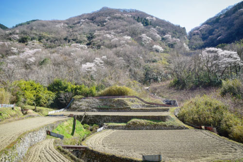 山桜咲く風景 | 岡山市　河西さん