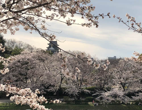 桜に浮かぶ岡山城 | 岡山市　さとみんさん