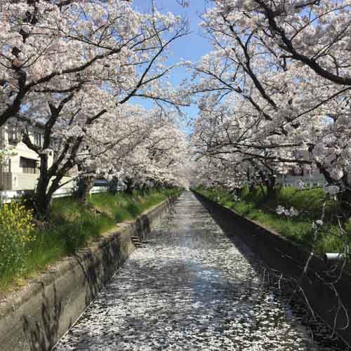 桜散り始め | 岡山市　やじさん