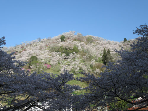 三休公園の桜 | 岡山市　沖永さん