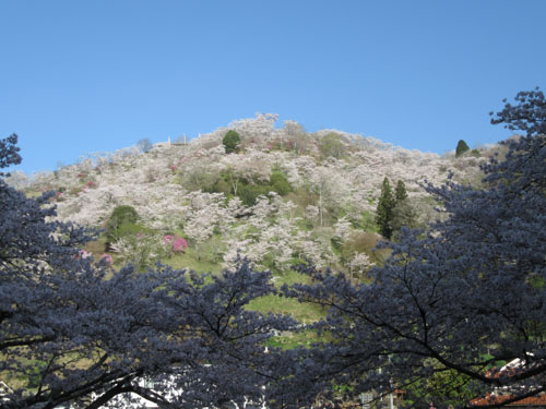 三休公園の桜 | 岡山市 沖永さん